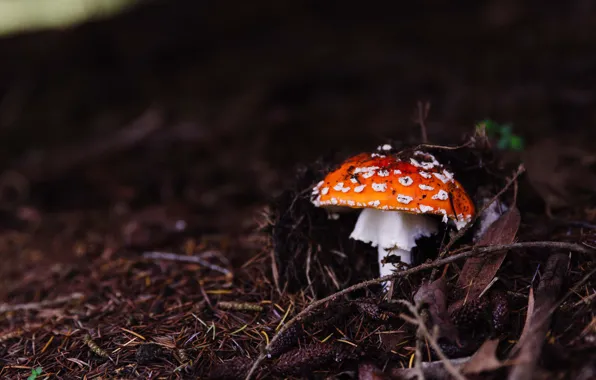 Picture forest, leaves, branches, the dark background, mushrooms, mushroom, needles, bumps