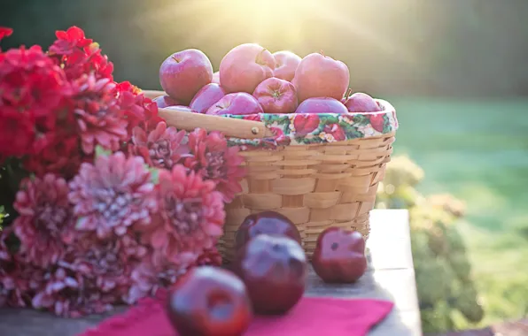 Picture autumn, light, flowers, red, nature, table, apples, bouquet