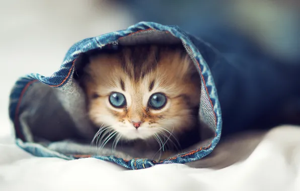 Cat, eyes, cat, kitty, jeans, bed, Halacha
