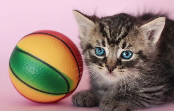 Toy, the ball, kitty