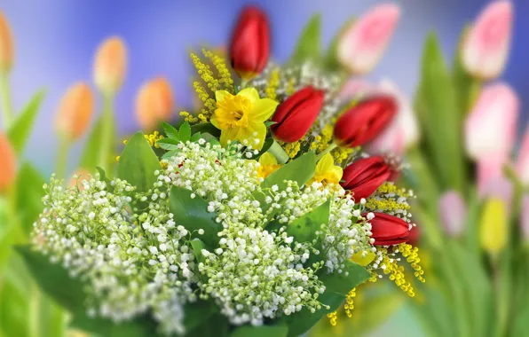 Graphics, Tulipany, Flowers, Daffodils