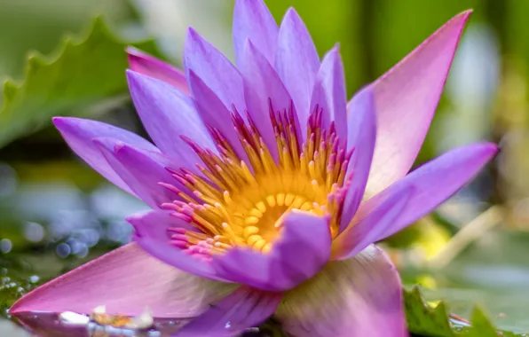 Macro, petals, Lotus, water Lily