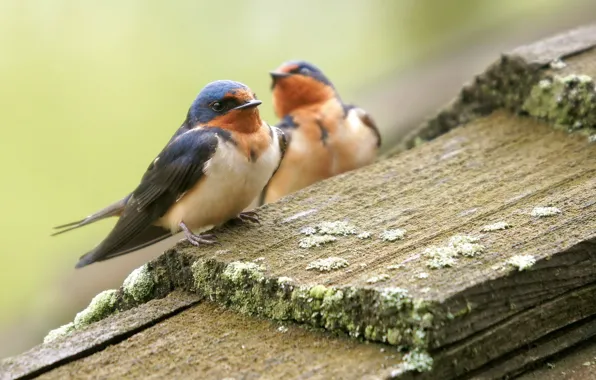 Summer, birds, nature, Board