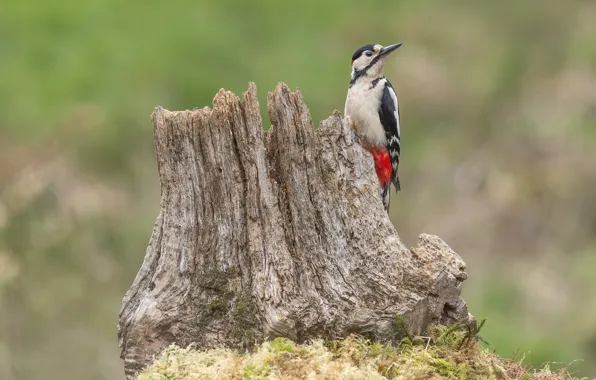 Nature, bird, stump, woodpecker