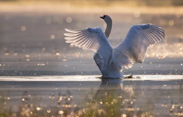 Picture white, light, pose, bird, swans, pond, swimming, bokeh