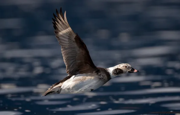 Water, the sun, background, bird, wings, flight, duck, bokeh
