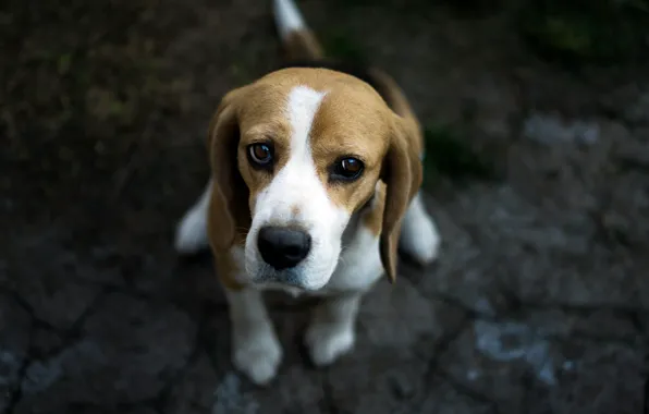 Look, each, dog, Beagle