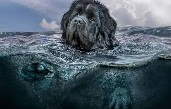 Sea, the sky, look, face, water, clouds, nature, rendering