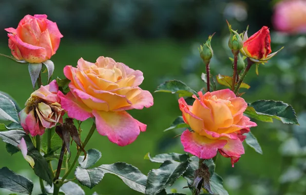 Flowers, roses, the bushes, bokeh