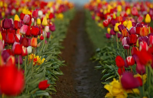 Field, flowers, blur, spring, yellow, tulips, red, pink