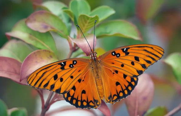 Leaves, microsemi, wings, Butterfly, insect, beautiful, closeup