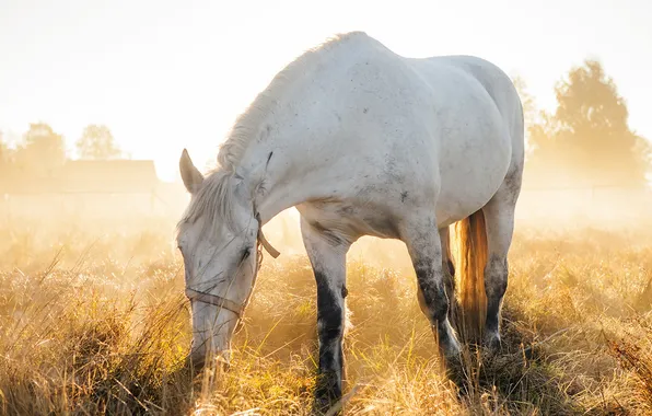 Field, nature, horse
