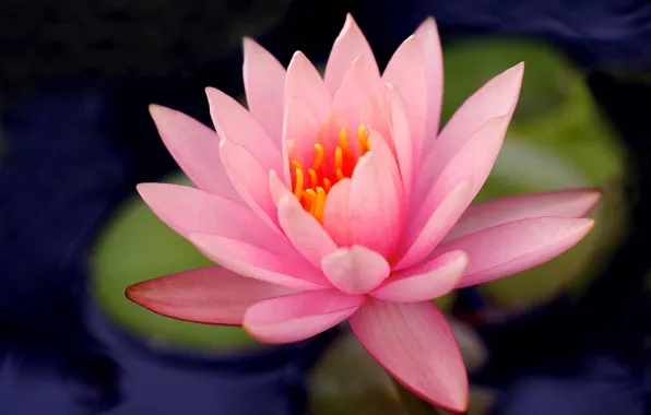 Picture flower, leaves, water, pink, Lily, petals, stem, Lily
