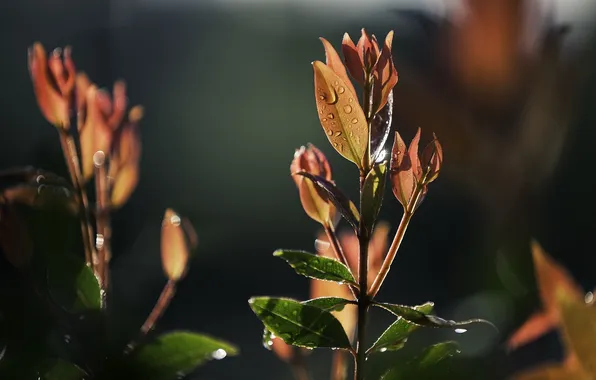 Leaves, drops, light, nature