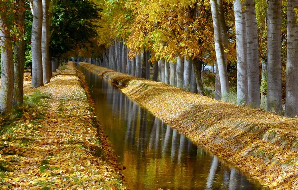 Picture autumn, nature, channel