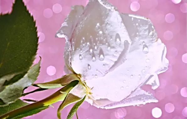 Flower, water, drops, Rosa, rose, petals, Bud