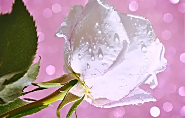 Water, drops, flowers, Rosa, roses, petals, buds