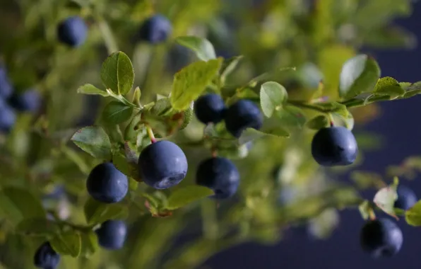 Leaves, branches, berries, Bush, blueberries, leaves, berries, branches