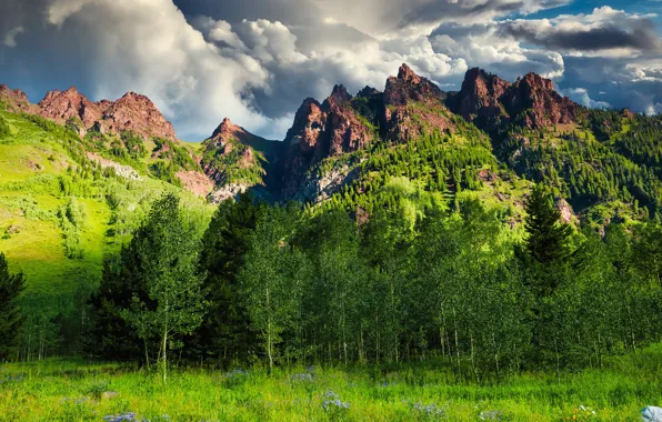 Greens, forest, summer, clouds, trees, flowers, mountains, clouds