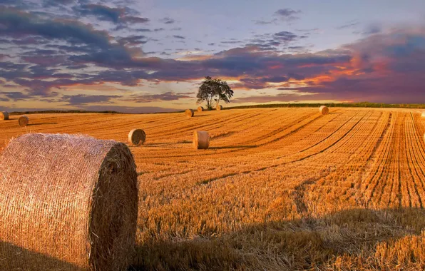 Field, autumn, Denmark, hay, Jutland