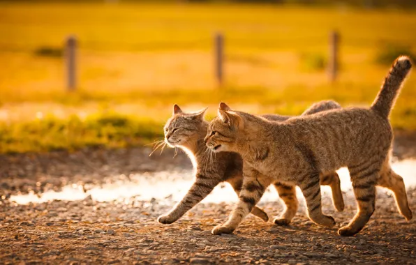 Field, cat, cat, look, light, cats, background, mood