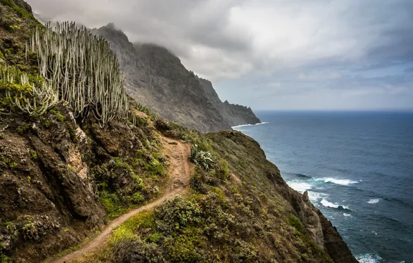 Sea, rocks, shore, cacti, path