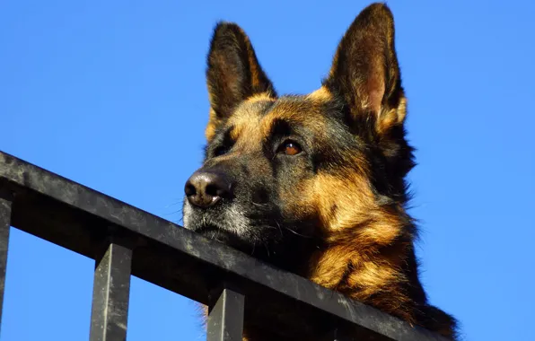 Picture the sky, face, German shepherd