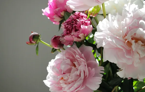 Picture flowers, buds, peony, bouquet of peonies