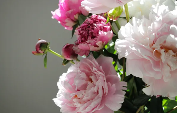 Flowers, buds, peony, bouquet of peonies