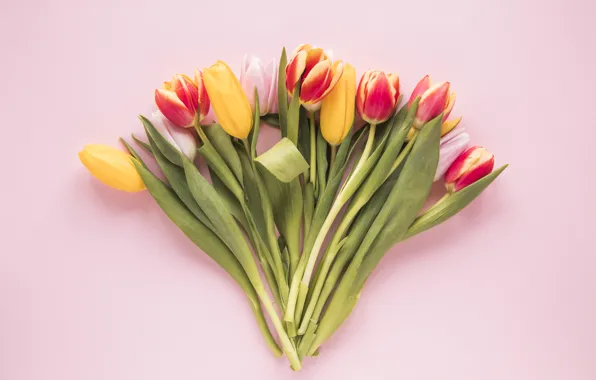 Flowers, colorful, tulips, fresh, flowers, tulips, spring, multicolored