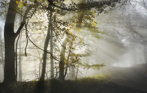 Picture road, autumn, light, nature, fog, morning