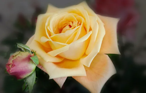 Macro, buds, yellow rose