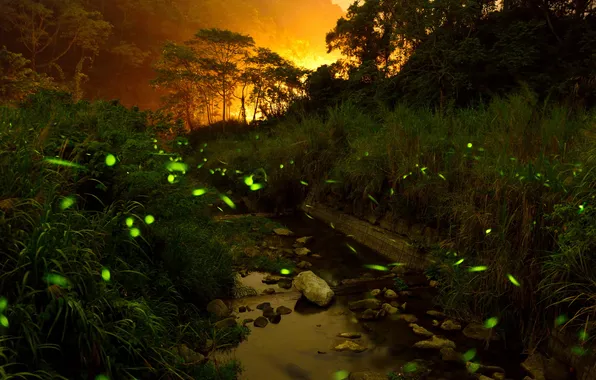 Forest, light, mountains, night, fireflies, stream, stones