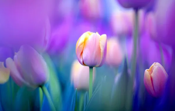 Field, nature, Wallpaper, meadow, tulips