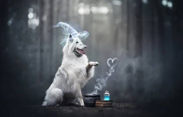 Magic, dog, paws, pot, book, Halloween, Belgian shepherd, Tervuren