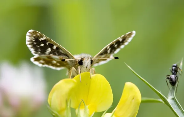 Picture eyes, flowers, yellow, butterfly, antennae