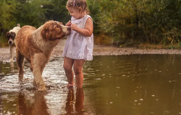 Rain, dog, puddle, girl