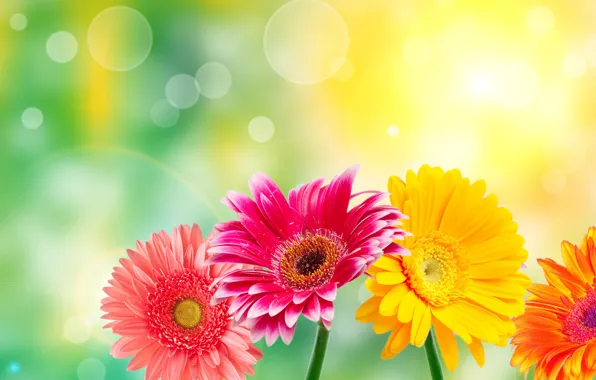 Picture macro, light, glare, gerbera, gerberas