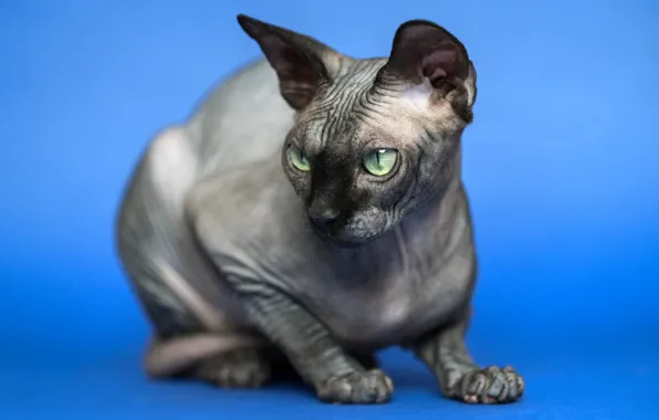 Cat, cat, grey, blue background, green eyes, Sphinx