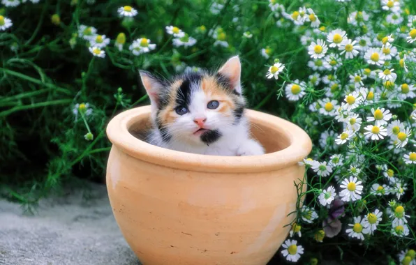 Flowers, kitty, chamomile, pot