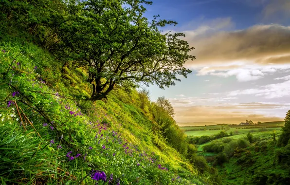 Greens, summer, grass, flowers, field, slope, hill, the bushes