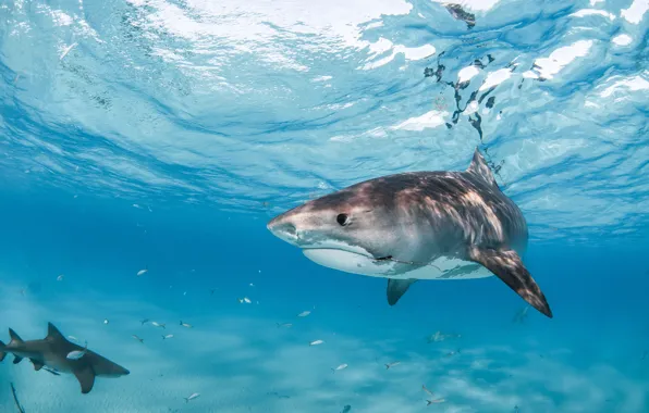 Sea, fish, blue, sharks, underwater world, under water