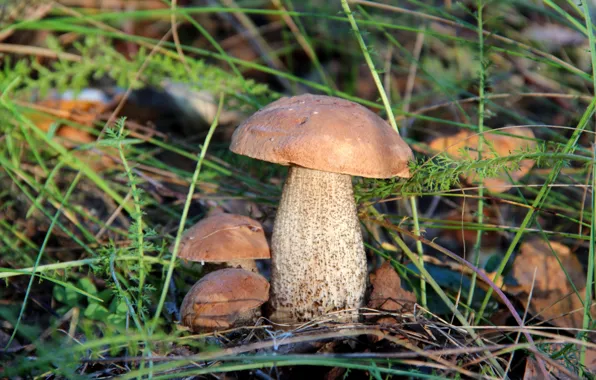 Picture forest, grass, mushrooms, boletus