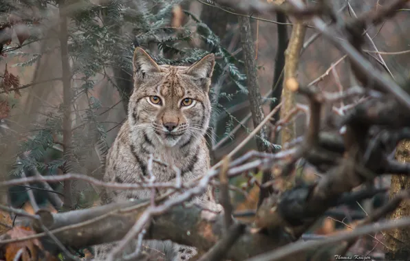 Look, branches, lynx