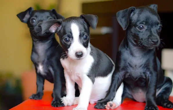 Dogs, puppies, trio, Trinity