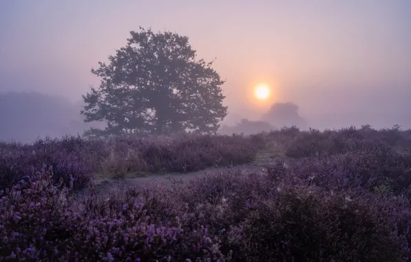 Fog, tree, glade, Heather