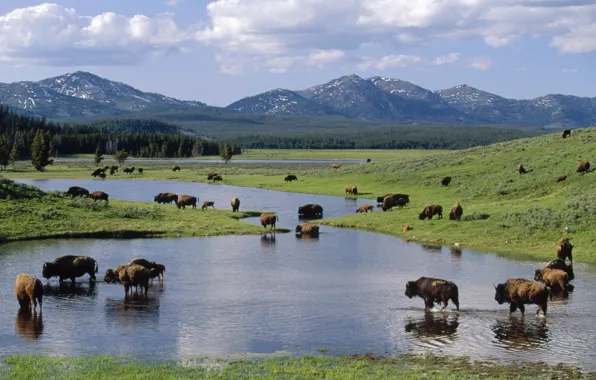 Park, national, american, Wyoming, bison, yellowstone