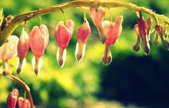 Flower, branch, pink, broken heart, the bleeding heart