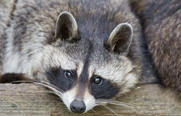 Picture look, muzzle, raccoon