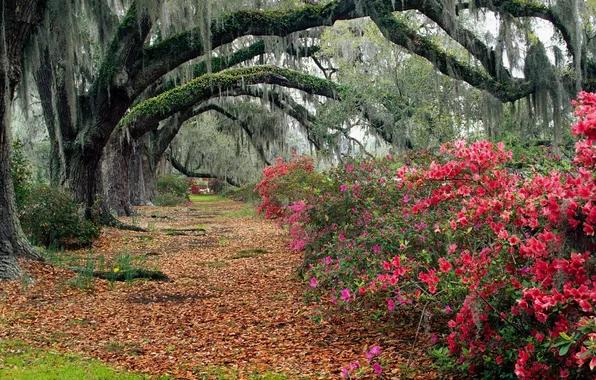 Picture leaves, Charleston, Magnolia, South Carolina, Magnolia
